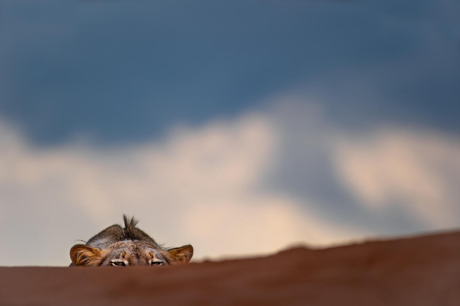 Lion cub peeking over dune