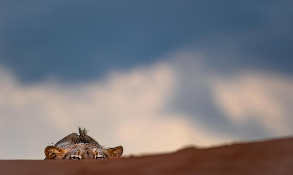 A peek at a playful lion cub | Magazine Articles | WWF