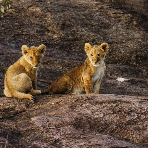 Lion cubs look at camera