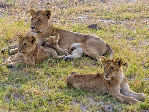 A lion lies on grass with cubs