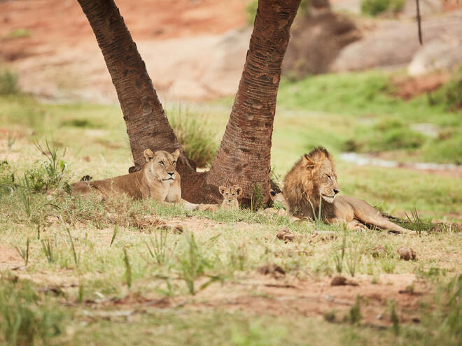 Two lions sit under a tree