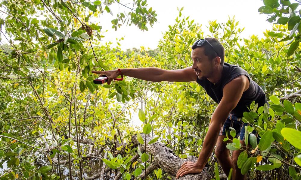Young man wearing a tank top is in the mangroves and reaches across the branches with a monitoring device in his hand.