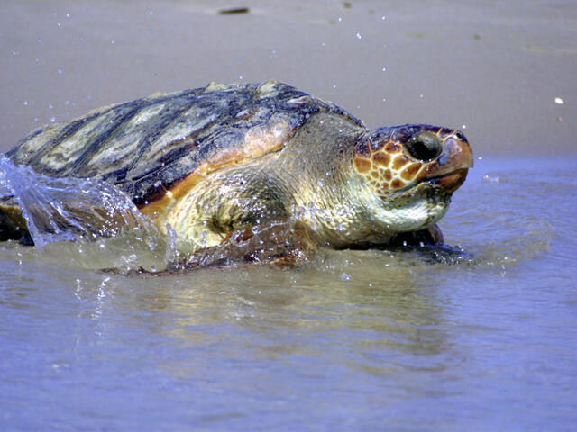 Loggerhead Turtle | Sea Turtles | Species | WWF