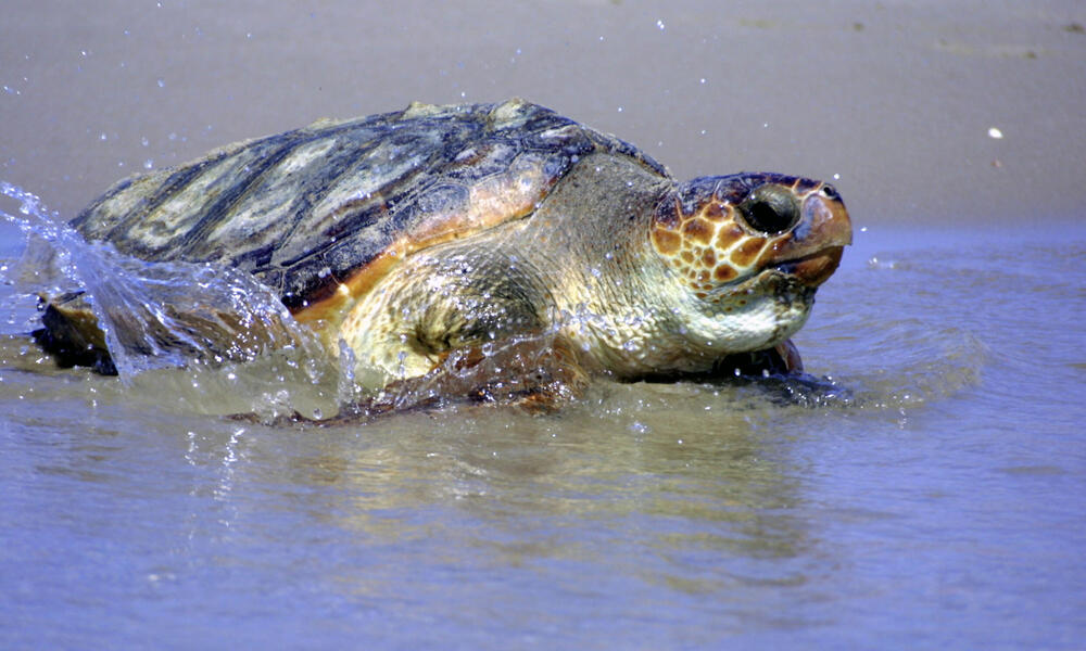 are loggerhead sea turtles nocturnal