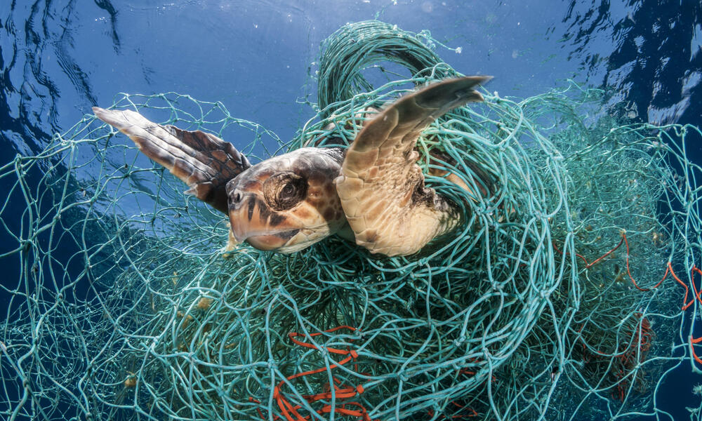 endangered sea turtles