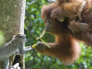 Long tailed macaque and Sumatran orangutan
