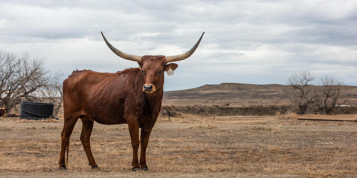 A Texas Longhorn cow stands alone in front of an arid landscape