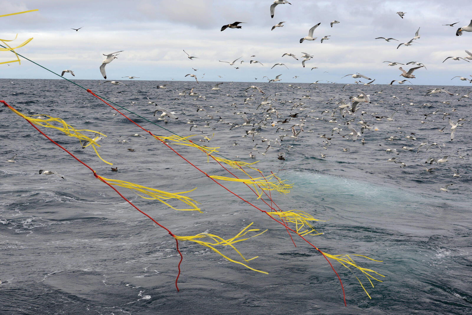 Seabird Bycatch – Longlines – Washington Sea Grant