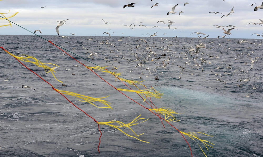 Protecting Albatross from Fishing Lines, Magazine Articles