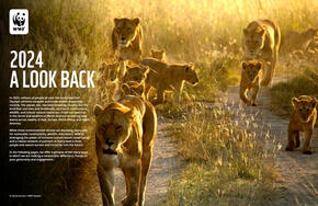 2024 A Look Back Brochure