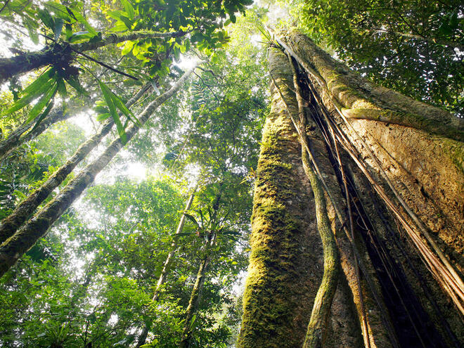 Looking up the trunk of a giant rainforest tree to the canopy, Ecuador.