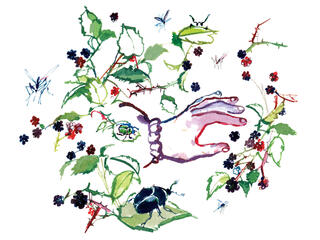 Illustration of blackberry picking
