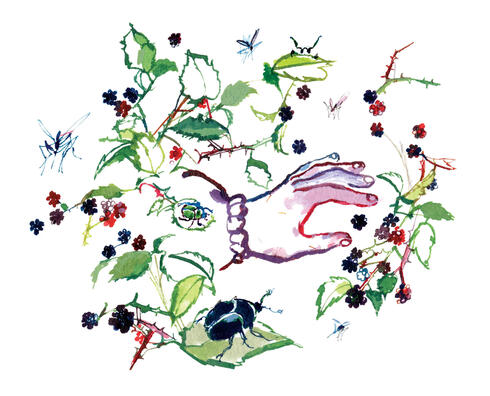 Illustration of blackberry picking