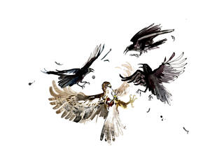  Illustration of a hawf fighting crows 