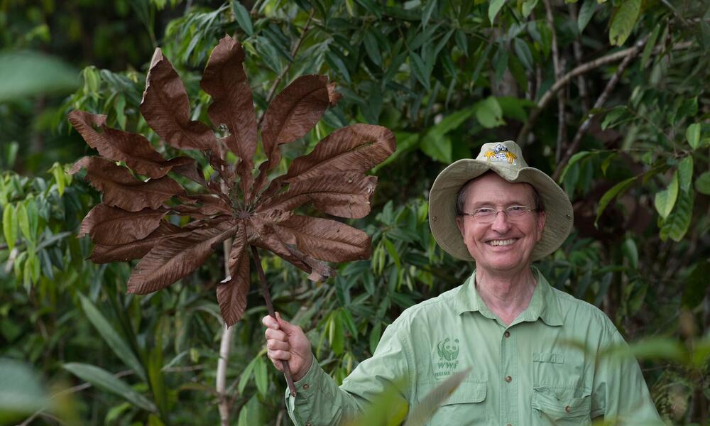 photo of thomas lovejoy with cecropia leaf taken in july 2014