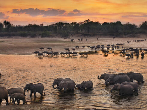 Elephants congregate on the banks of the Luangwa River, Zambia