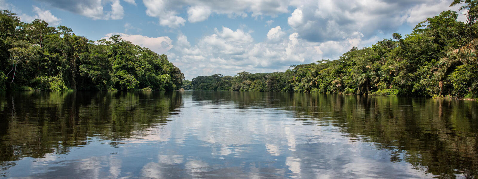 Congo Basin Forest Canopy