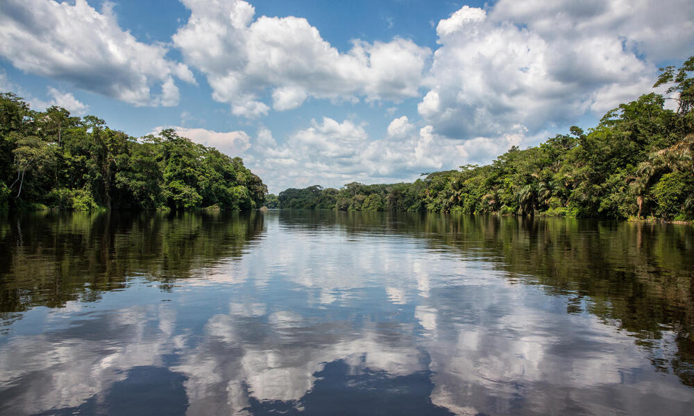 Fresh water  Forest and Bird