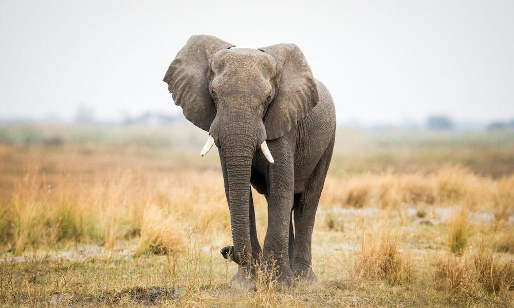 elephant standing in field