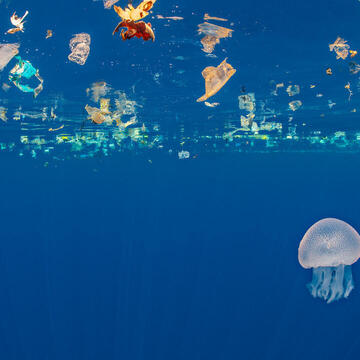 Jellyfish (Catostylus sp.) swims beneath a slick of plastic debris. Indian Ocean off Sri Lanka.