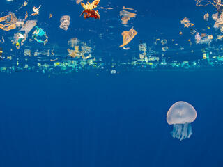 Jellyfish (Catostylus sp.) swims beneath a slick of plastic debris. Indian Ocean off Sri Lanka.