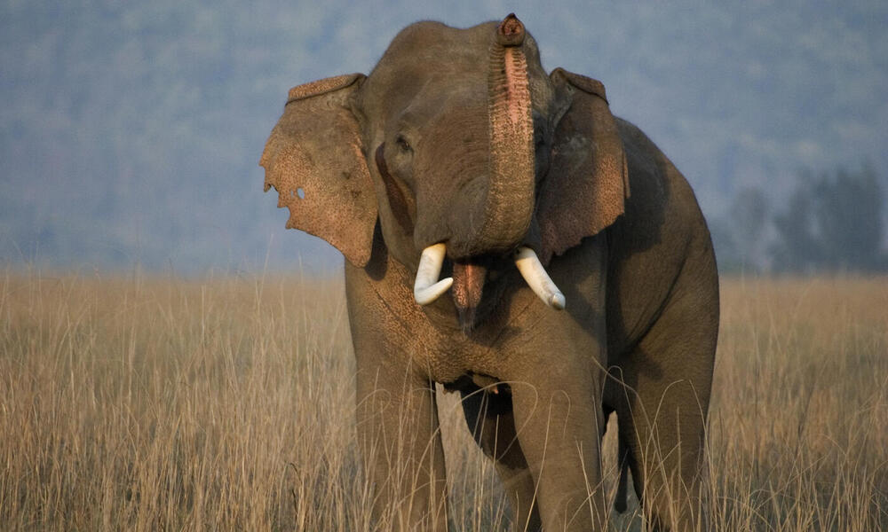 Tusked elephant