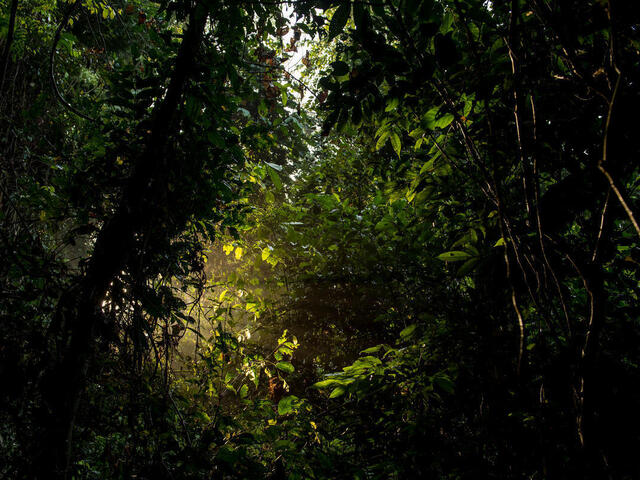 A ray of light shoots through the dark lush forest of Thirty Hills