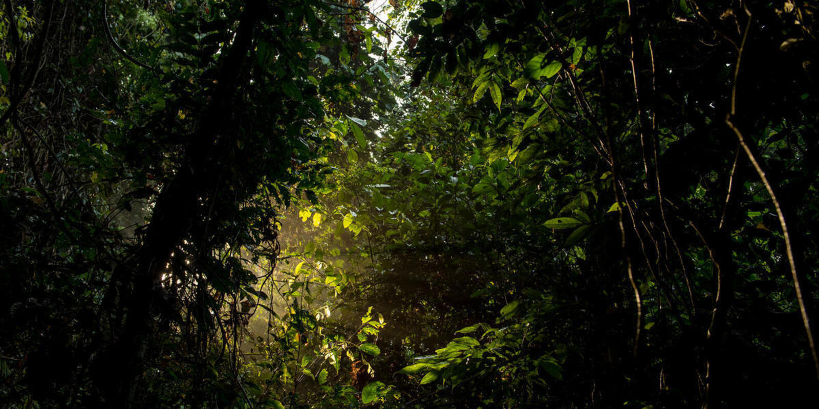 A Voice For The Forest Stories Wwf