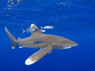 Oceanic whitetip shark