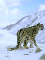 Asia High Mountains Newsletter: Issue 3 Brochure