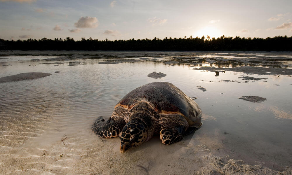 Hawskbill turtle (Eretmochelys imbricata) mother makes her way to sea after laying her eggs on the beach. Low tide falls very low and wide in Moromahu Island, Wakatobi, South Sulawesi, Indonesia. 5 November 2009