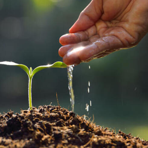 Hand watering a seedling