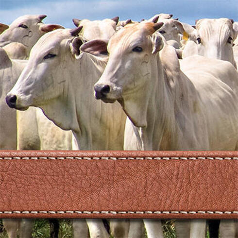 Cattle and a belt