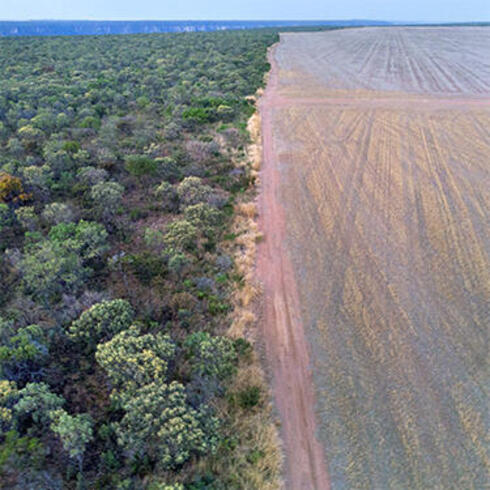 Forest and deforested field