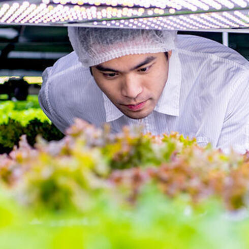 Man studying hydroponic plants