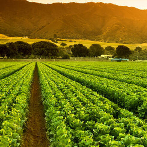 Rows of crops in the sunset