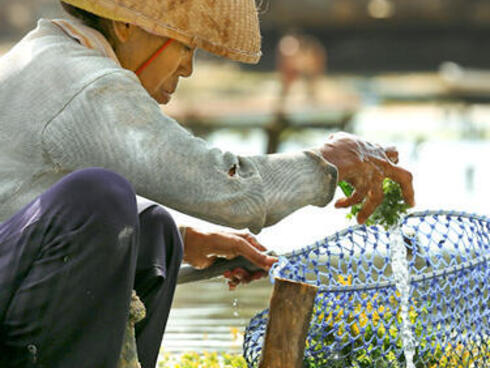 Woman working on seaweed farm