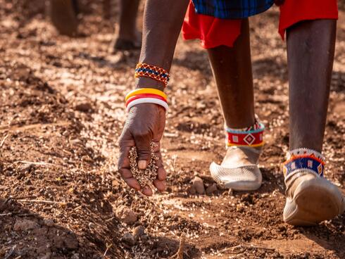 Hands of a woman from the Maasai Lemong'o Women's Group spreads fox tail grass seeds