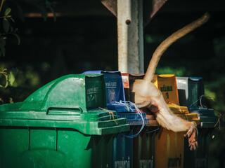 macaque in trash