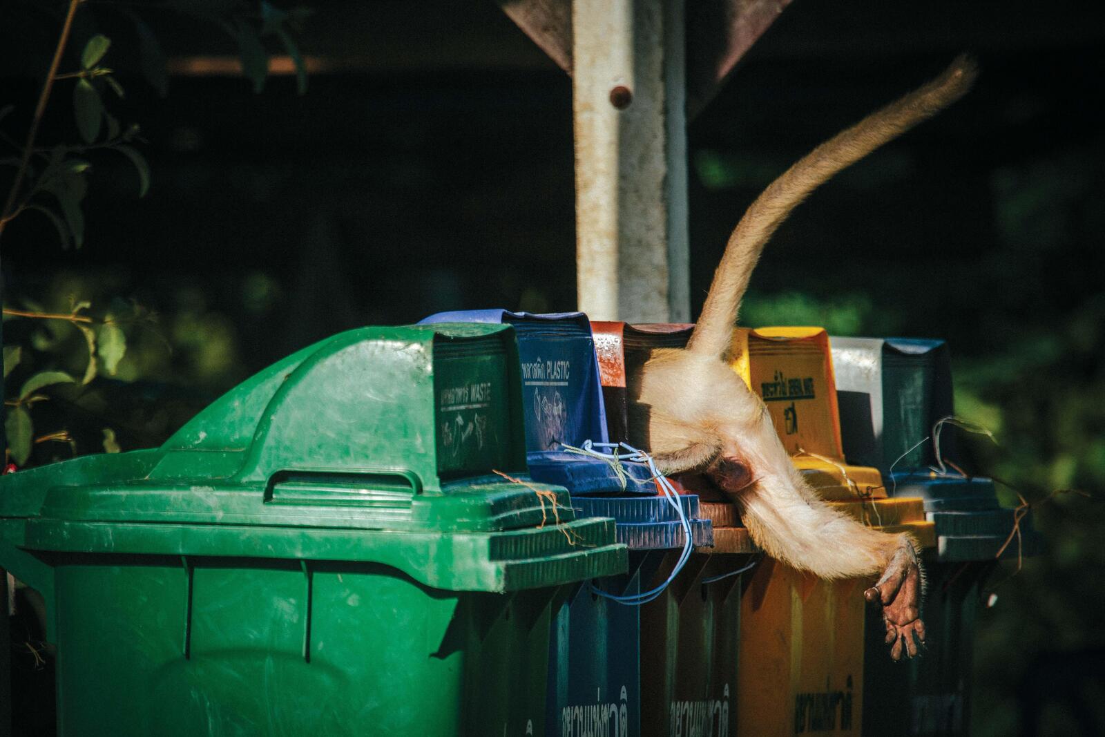 macaque in trash