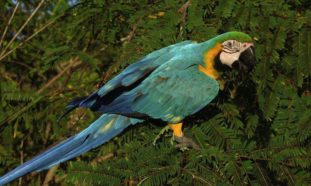 amazon rainforest macaw