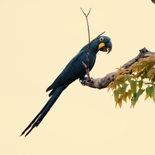Dark blue macaw sits in tree