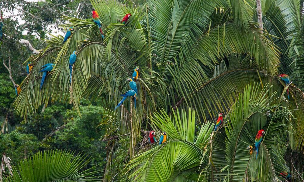 Macaws Amazon, Peru - Rainforest