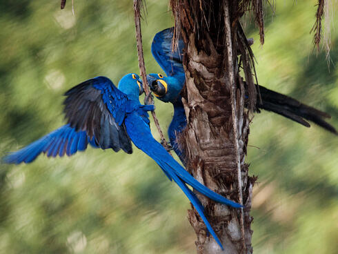 Two blue macaws facing one another with wings spread