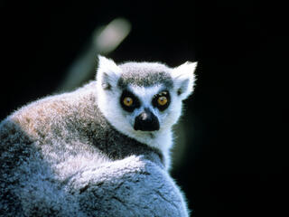 Ring-tailed lemur Madagascar