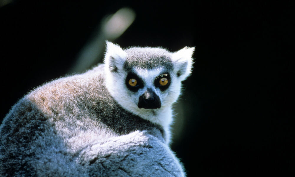 Ring-tailed lemur Madagascar