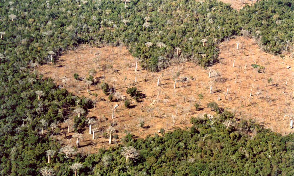 Deforestation in Kirindi forests, Madagascar