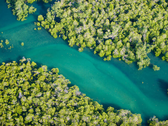 An aerial view of bright green mangroves bordering a winding blue river