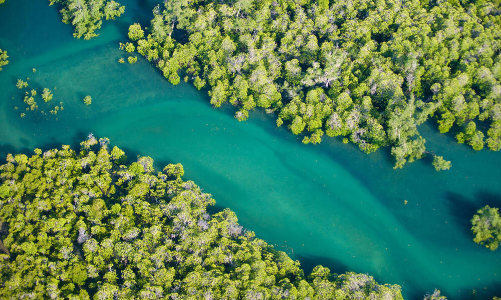 An aerial view of bright green mangroves bordering a winding blue river