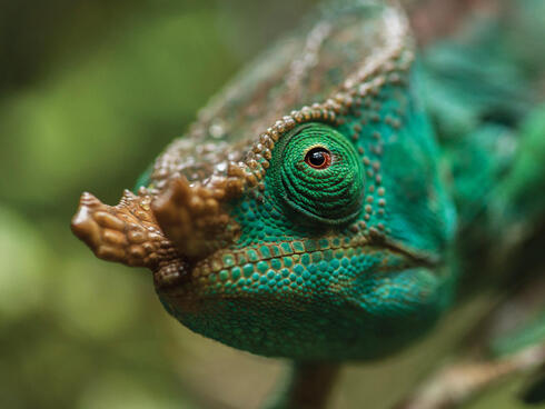 Green chameleon's head